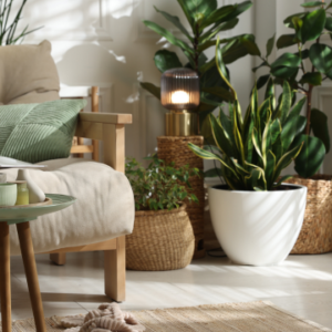 Interior Decorating and Home Design