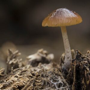 Introduction to Mushroom Cultivation