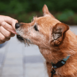 Canine Communication