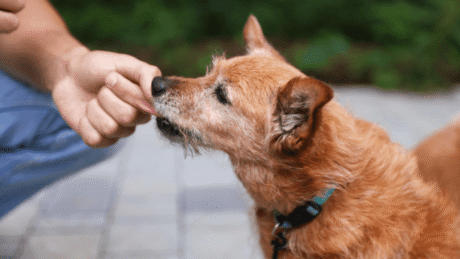 Canine Communication