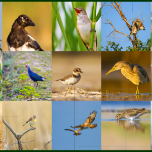 Ornithology (Study of Birds)