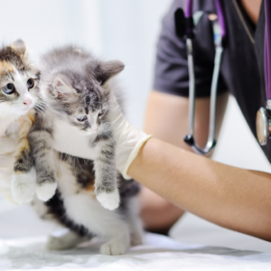 Health and Safety in Veterinary Services