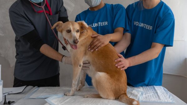 Certificate in Dog First Aid Level 3